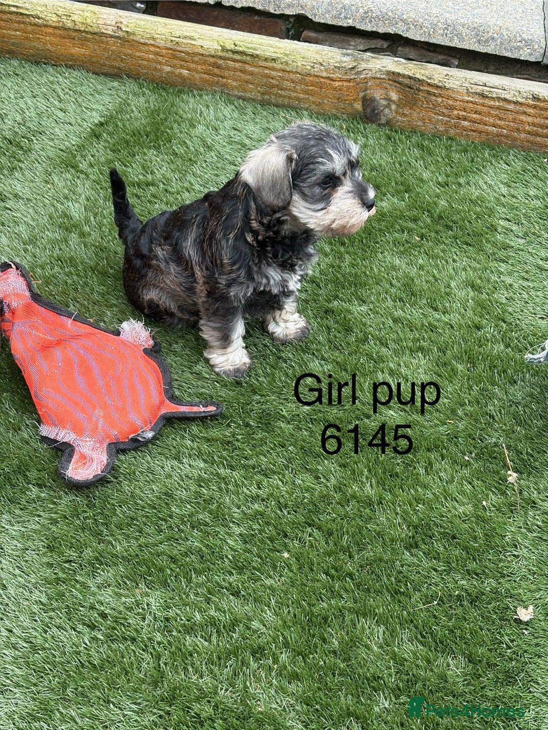 Miniature Schnauzer dogs for sale: Stunning litter of Miniature Schnauzer pups - Image 4