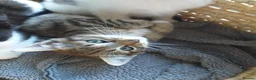 Mixed Breed cats for sale: 5 lovely kittens for sale  in Stafford - Advert 5