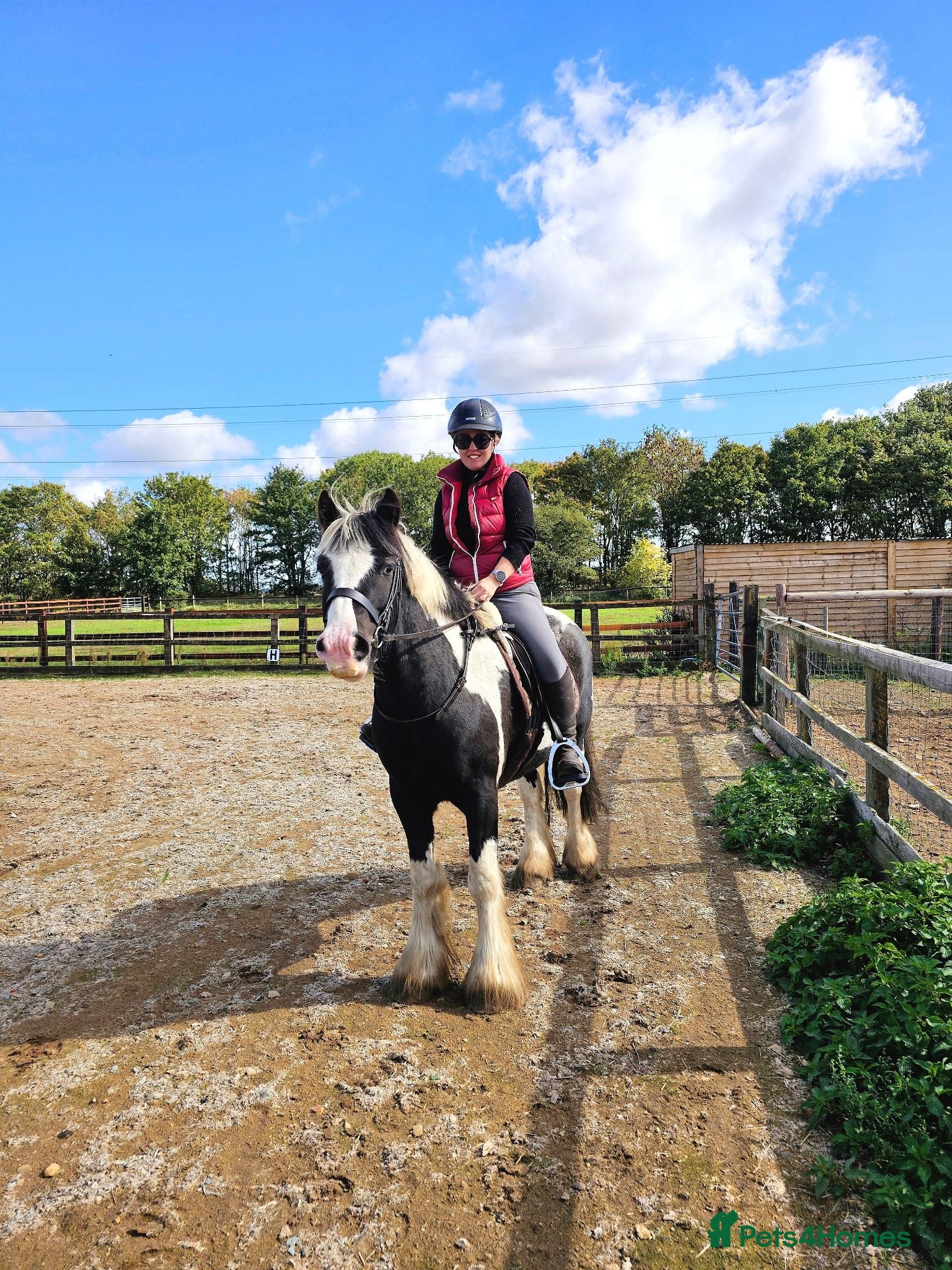 Irish Cob horses 5 year old kind natured cob gelding 13.3/14hh - Advert 2