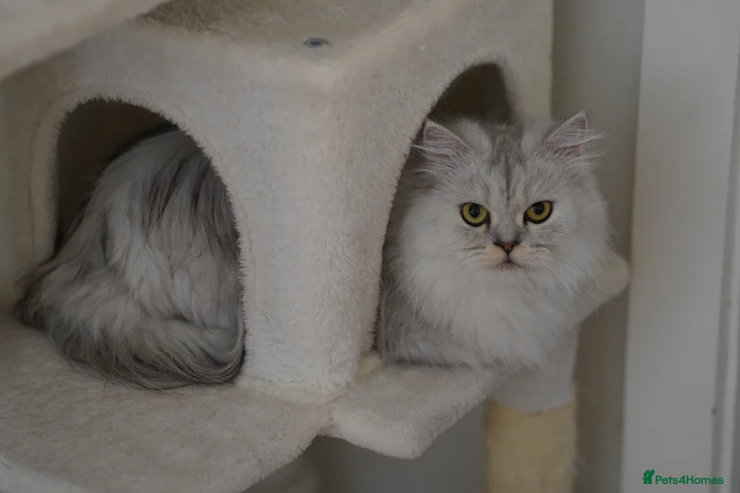 Persian cats for sale: Kitten for sale  in London - Advert 1