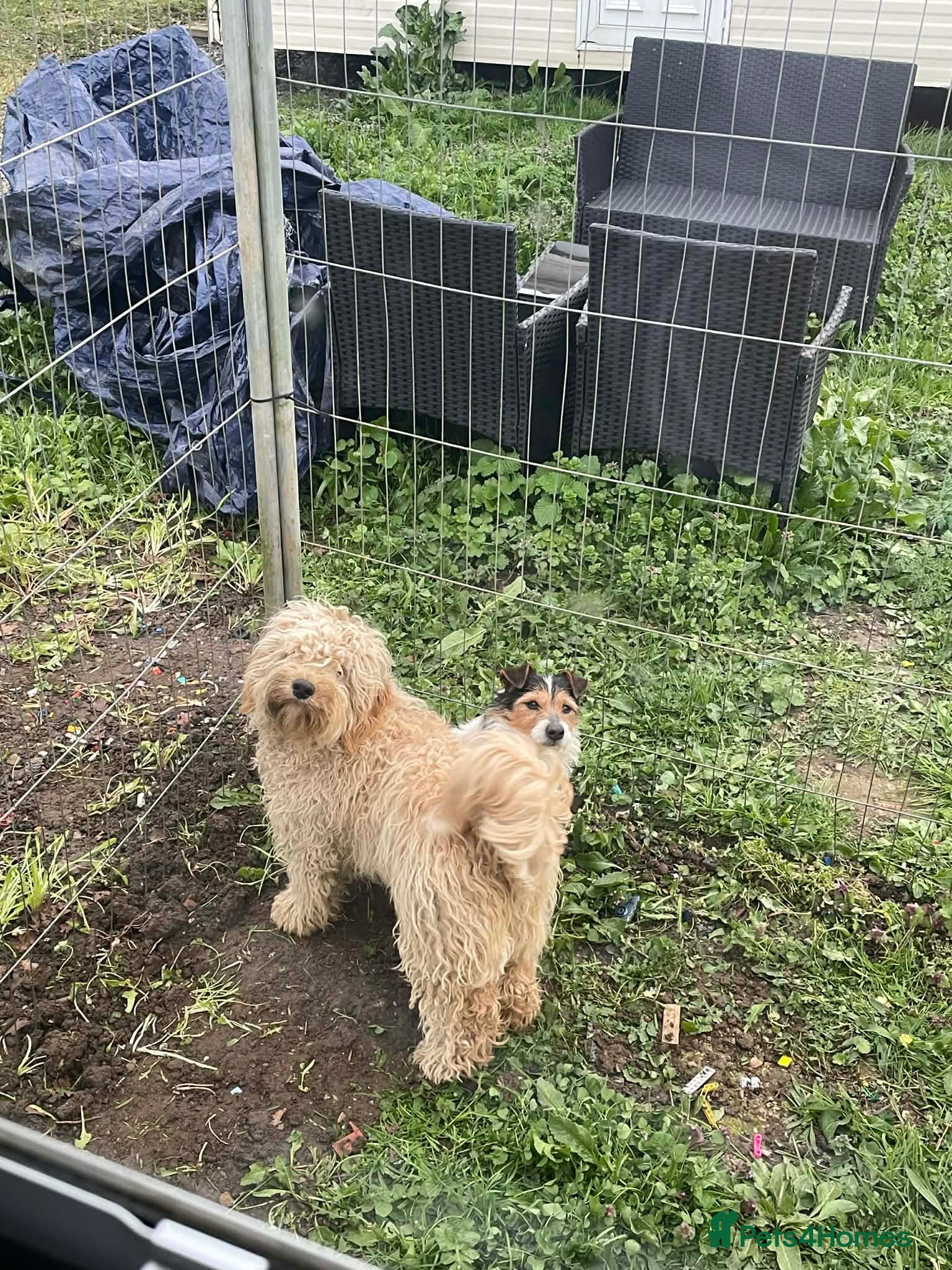 Cockapoo dogs Red Cockapoo male 1 year old - Advert 5