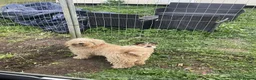 Cockapoo dogs for sale: Red Cockapoo male 1 year old - Advert 1