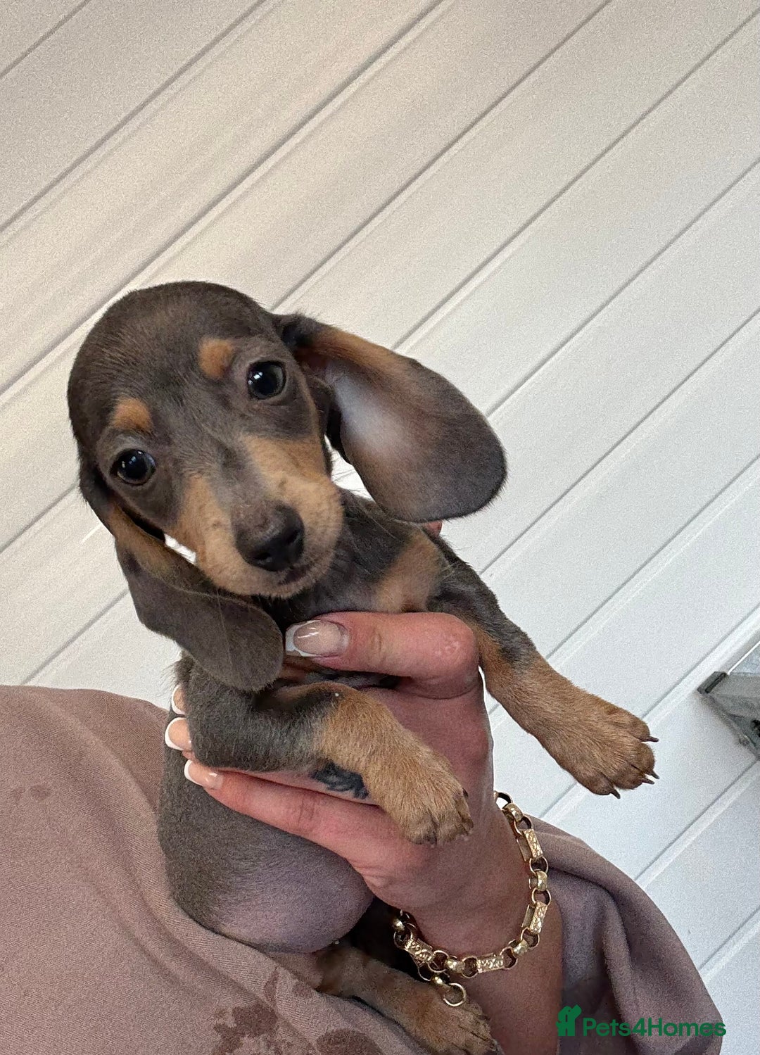 Miniature Dachshund dogs for sale: Mini Dachshund puppies for sale  - Image 12