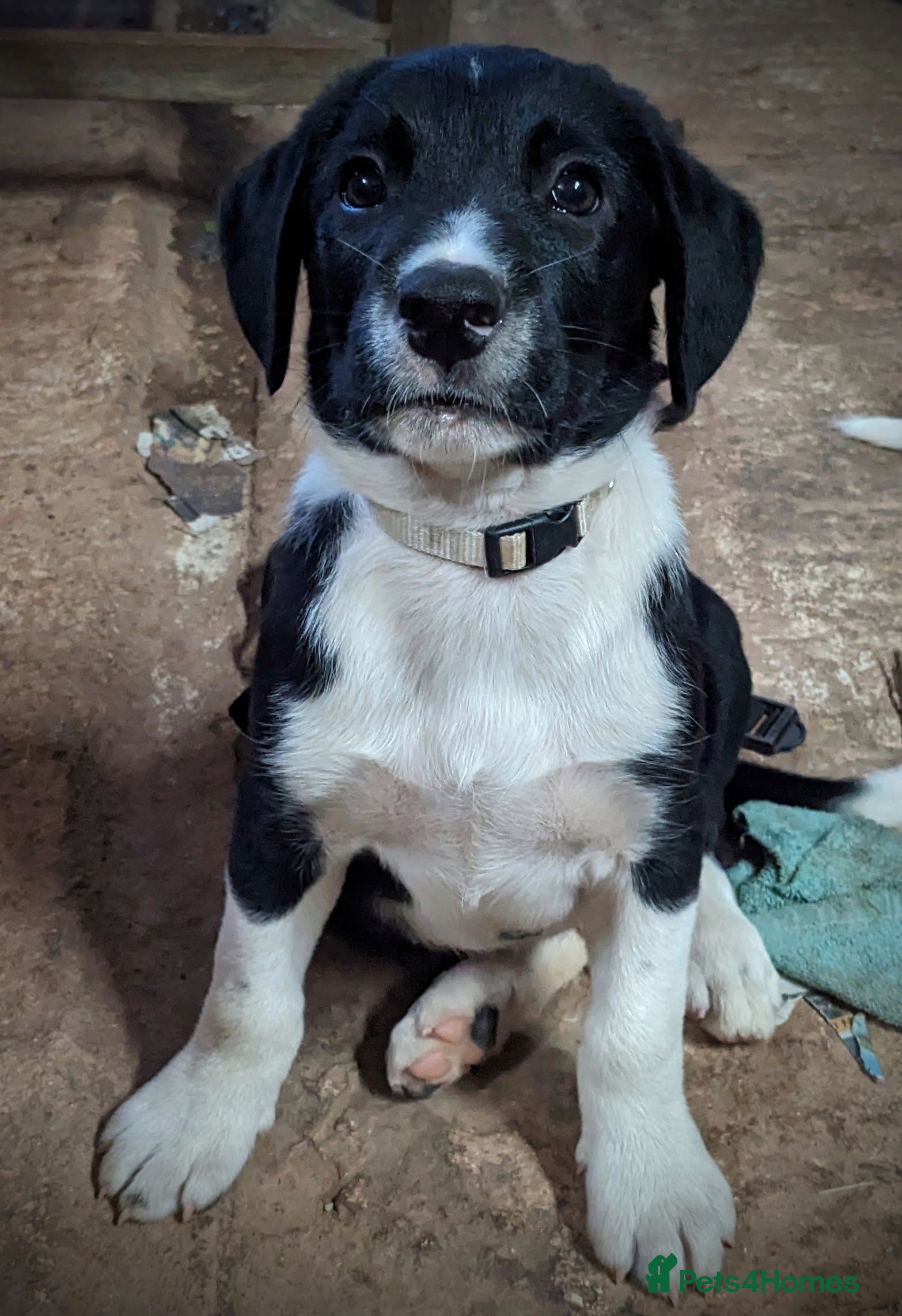 Sprollie dogs Sprollie Pups For Sale One boy left   - Advert 2
