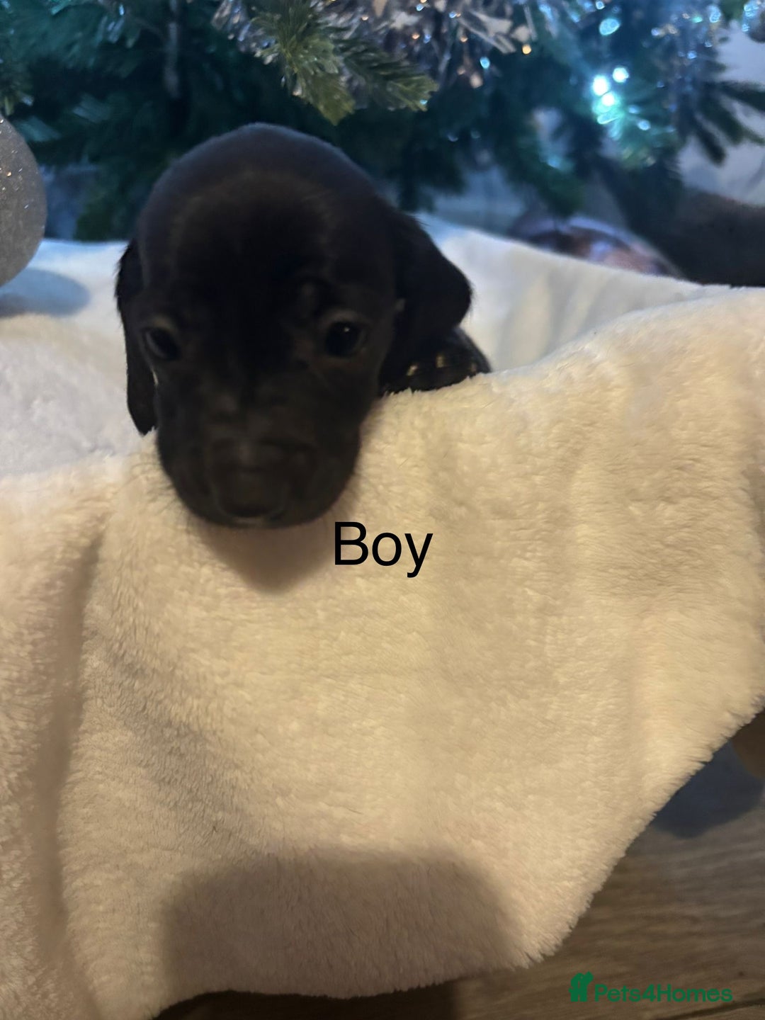 Miniature Dachshund dogs for sale: Miniature dachshunds  - Advert 5