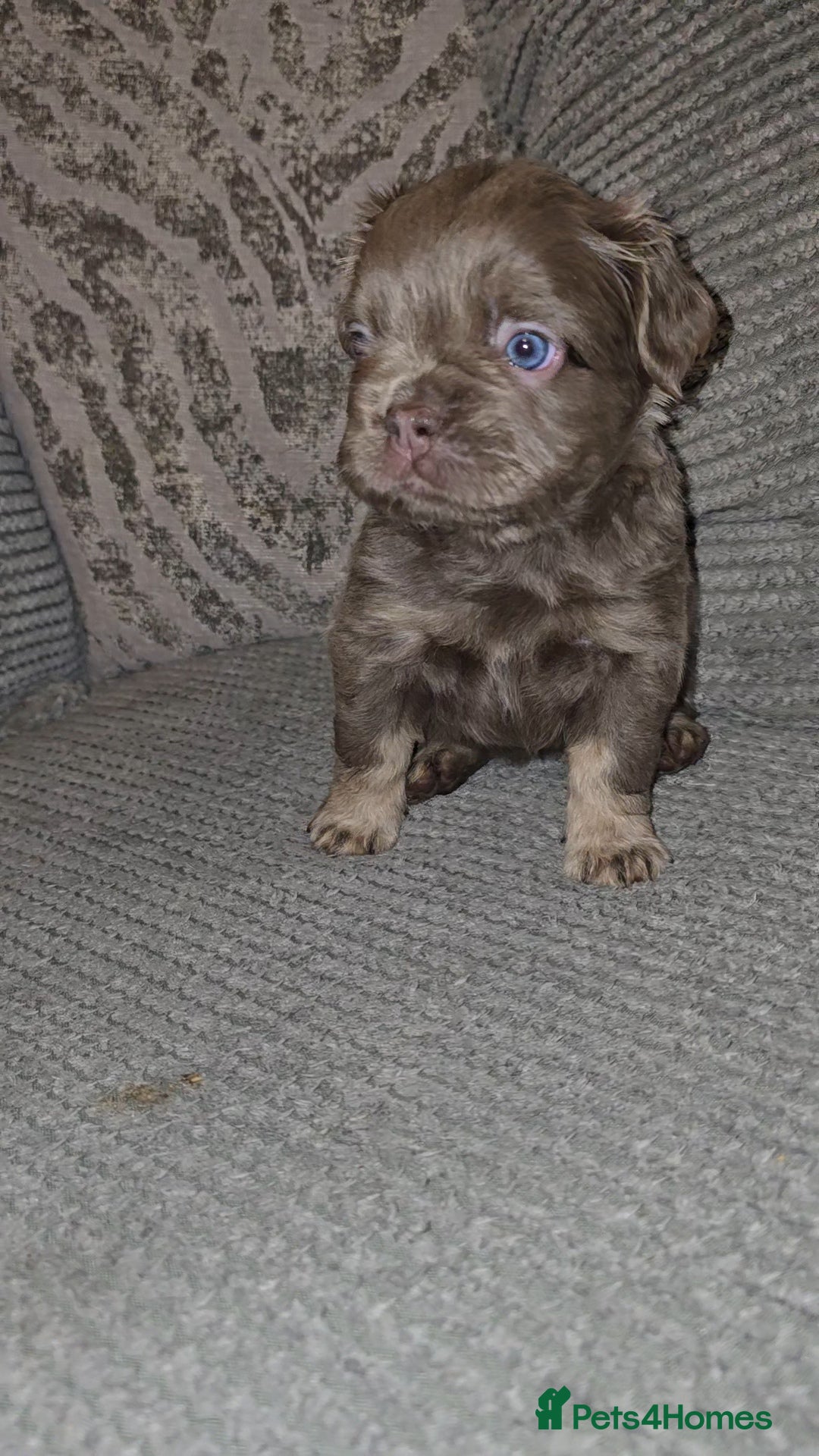 French Bulldog dogs for sale: Quality fluffy kc registered French bulldogs  - Advert 12