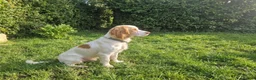 Cocker Spaniel dogs for sale: Cute male cocker Spaniel  - Advert 4