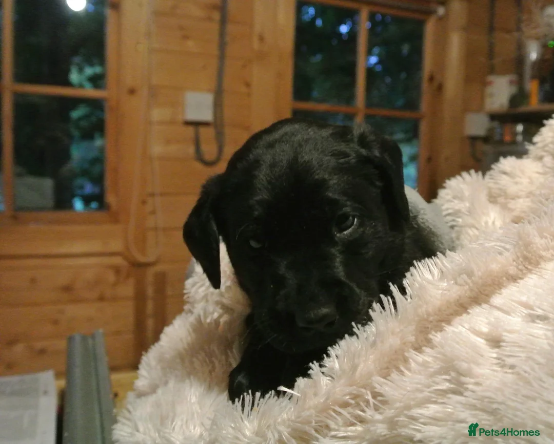 Labrador Retriever dogs for sale: 3 males in Aberlour - Advert 2