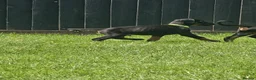 Dobermann dogs for sale: ☆☆Ready to leave Today  Black Doberman Puppies☆☆ - Advert 15