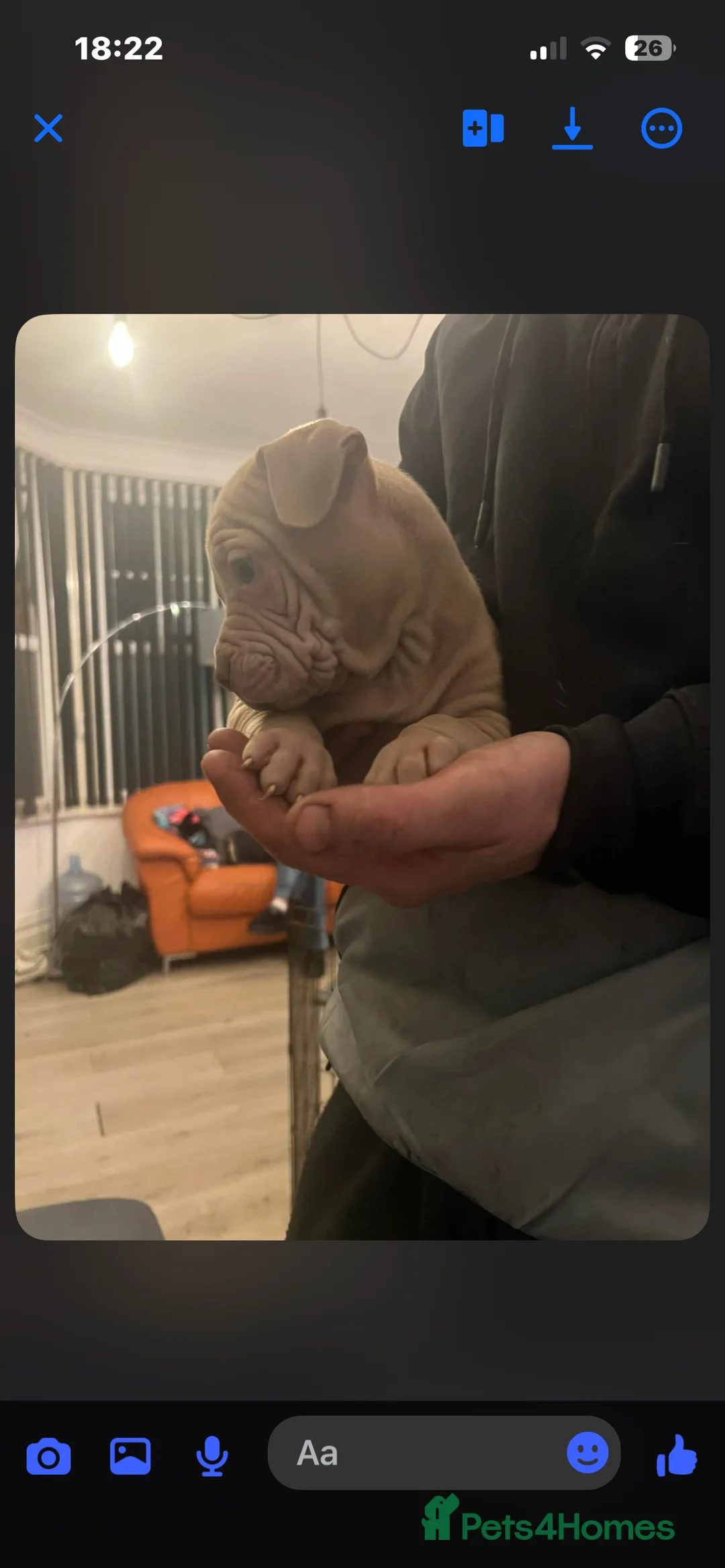 Mixed Breed dogs for sale: Shar pei x pocket bully - Advert 29