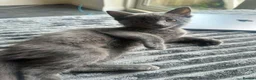 Mixed Breed cats for sale: Beautiful Playful Kittens Ready Now in Honiton - Advert 13