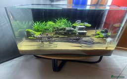 Bearded Dragon reptiles for sale: Red claw crab  - Image 1