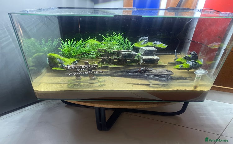 Bearded Dragon reptiles for sale - Advert 2