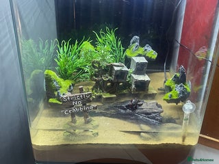 Bearded Dragon reptiles - Advert 11