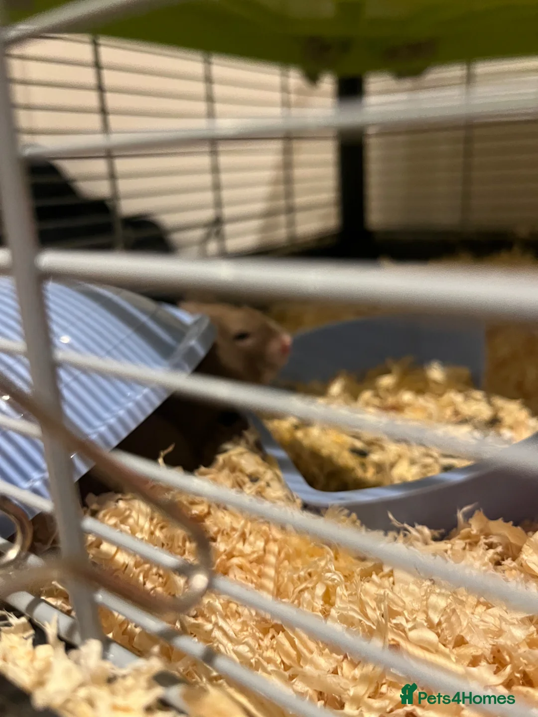 Hamster rodents for sale: Male Syrian Rex Hamster with Cage and accessories in Hove - Advert 3