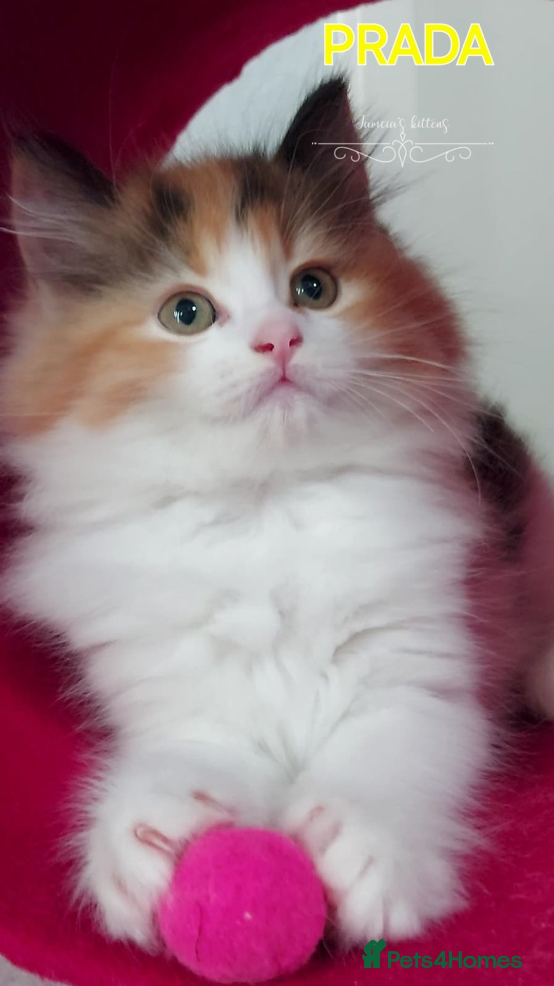 Ragdoll cats for sale: BEAUTIFUL CROSS RAGDOLL/PERSIAN 😻😻😻😻 - Image 3
