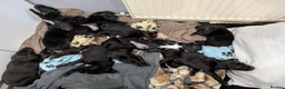 Mixed Breed dogs for sale: 10 Puppies for sale 2nd litter,  - Advert 2