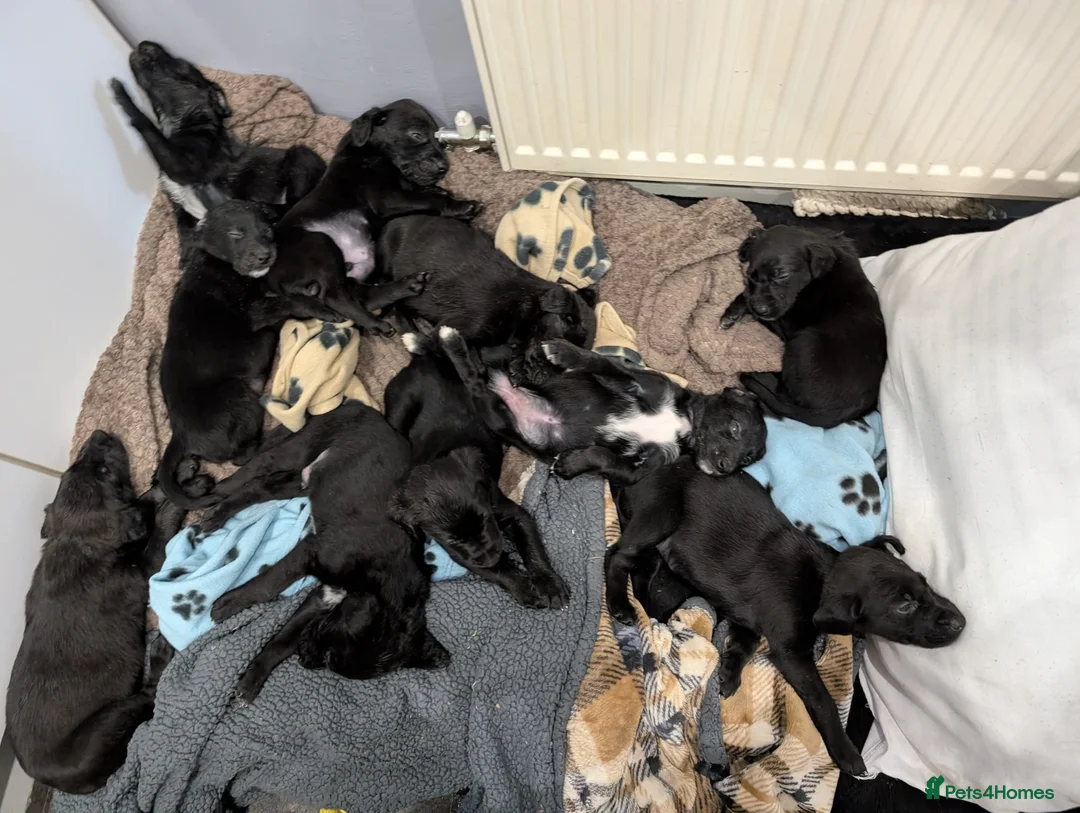 Mixed Breed dogs for sale: 10 Puppies for sale 2nd litter,  - Advert 2