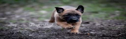 Belgian Shepherd Dog dogs for sale: KC Belgian Malinois pups *2 MALES AVAILABLE* - Advert 7