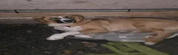 Mixed Breed dogs for sale: Rare Highland Sheppard Puppies Alabai Cross  - Advert 24