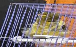 Canaries birds for sale: Persian canary - Image 2