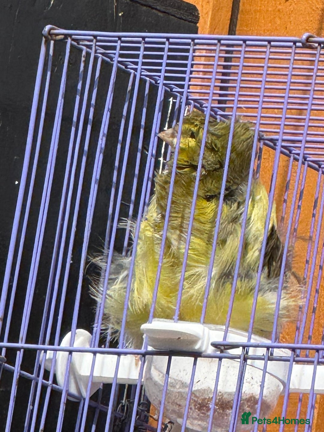 Canaries birds for sale: Persian canary - Image 2