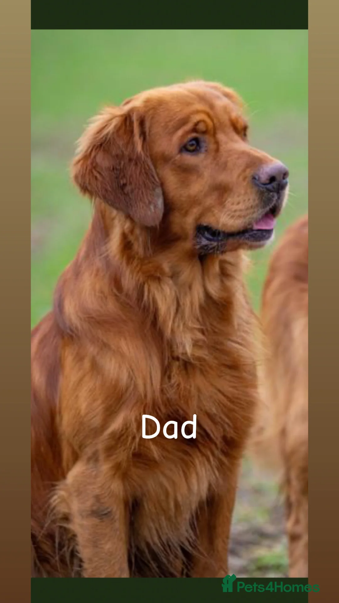 Golden Retriever dogs for sale: Dark golden retriever Puppy Female  - Advert 9