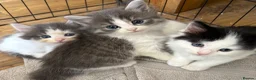 Persian cats for sale: Beautiful Persian Kittens Ready for Forever Homes - Advert 10
