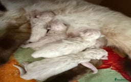 Ragdoll cats for sale: Ragdoll kittens🐈 - Image 2