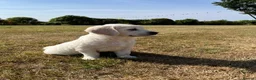 Golden Retriever dogs for sale: Pedigree show quality golden retrievers  - Advert 3