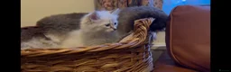 Siberian cats for sale: Lovely Siberian Girl 🤗 - Advert 9