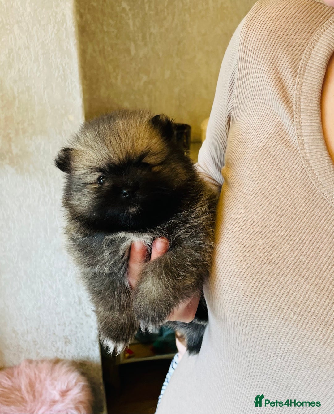 Pomeranian dogs for sale: 💕 Ready now! 1 KC Teddy Bear girl left 💕 - Advert 6