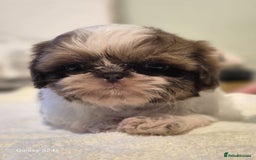 Shih Tzu dogs for sale: Outstanding Imperial Shih Tzu Pups - Image 26