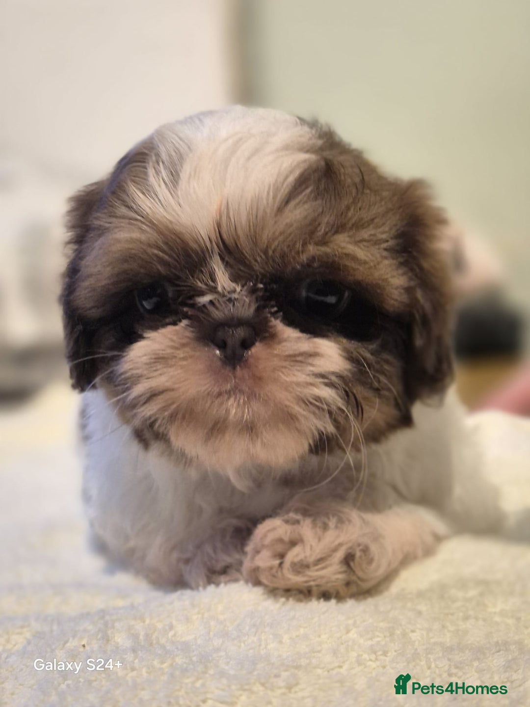 Shih Tzu dogs for sale: Outstanding Imperial Shih Tzu Pups - Image 26
