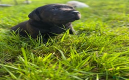 Labrador Retriever dogs for sale: KC health tested Labrador Pups  - Image 34