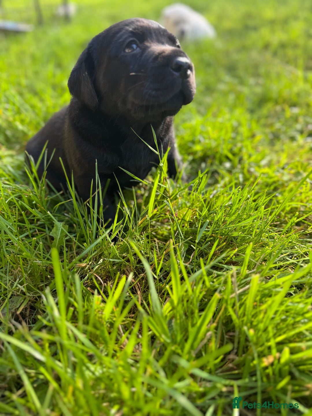 Labrador Retriever dogs for sale: KC health tested Labrador Pups  - Image 34