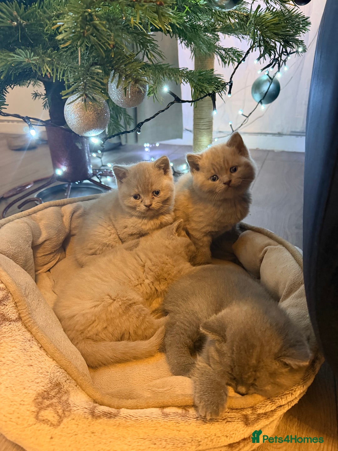 British Shorthair cats for sale: Wonderful, fluffy kittens - Advert 3
