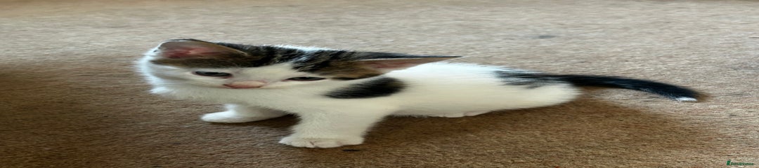 Mixed Breed Kitten 1