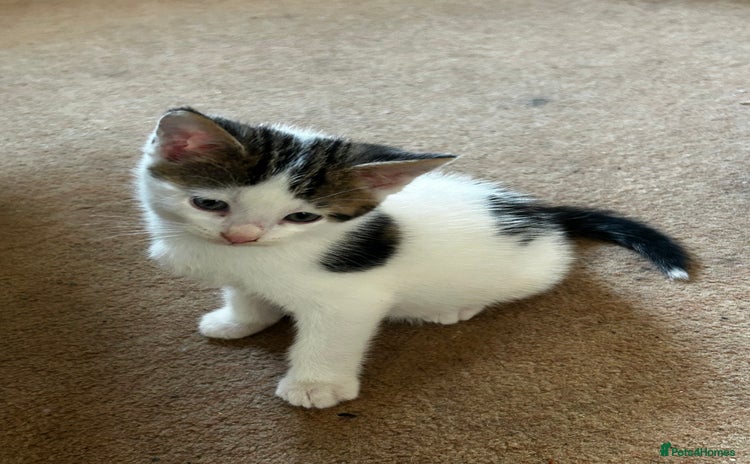 Mixed Breed cats - Advert 7