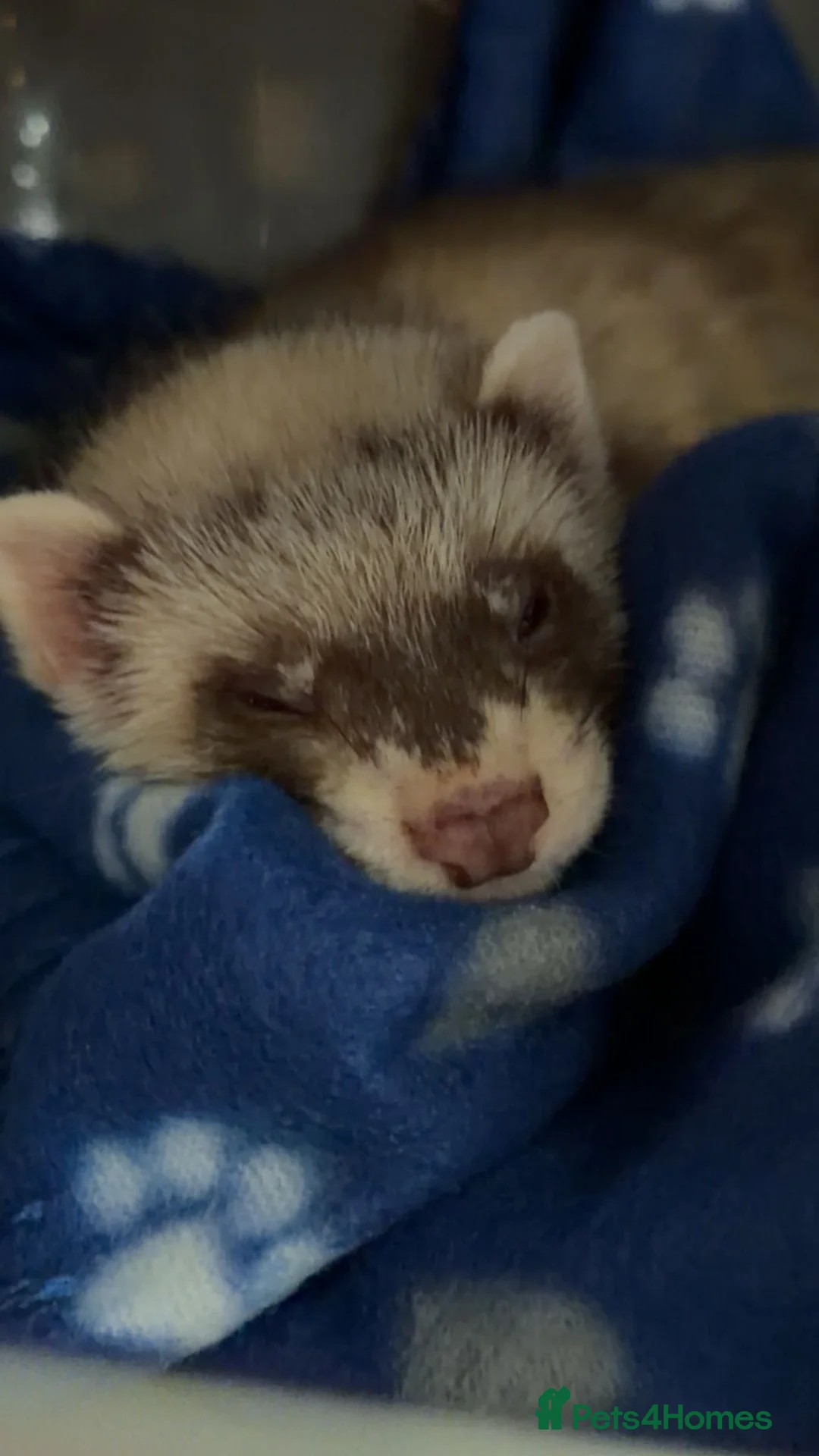 Ferret rodents for sale: Male 8 week old ferret with full setup  - Advert 1
