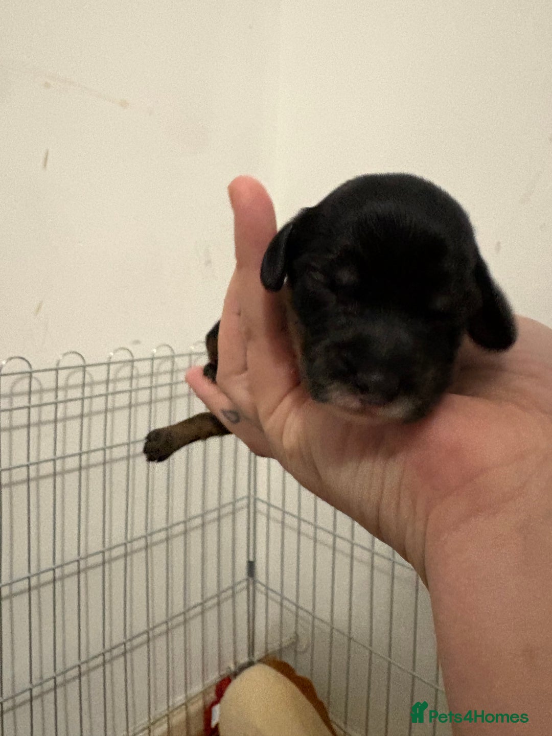 Cavapoo dogs for sale: Stunning f2 cavapoo pups girls and boys  - Advert 6