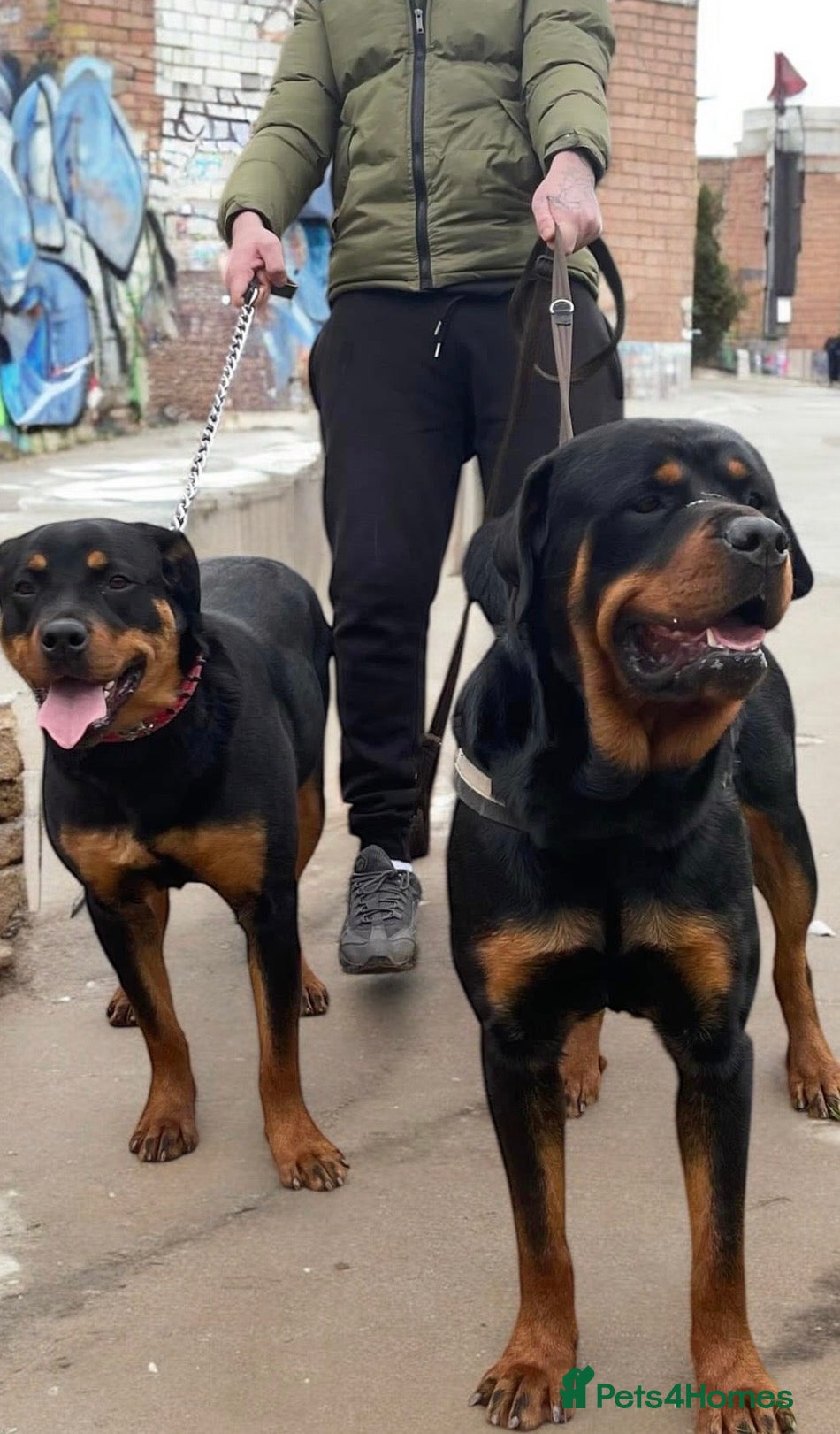 Rottweiler dogs Chunky Rottweiler puppies! - Advert 2