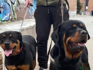 Rottweiler dogs Chunky Rottweiler puppies! - Advert 9