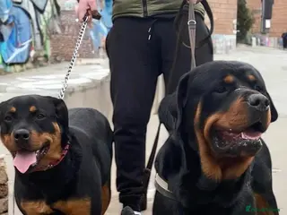 Rottweiler dogs Chunky Rottweiler puppies! - Advert 18