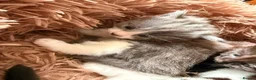Mixed Breed cats for sale: Beautiful baby kittens  - Advert 5