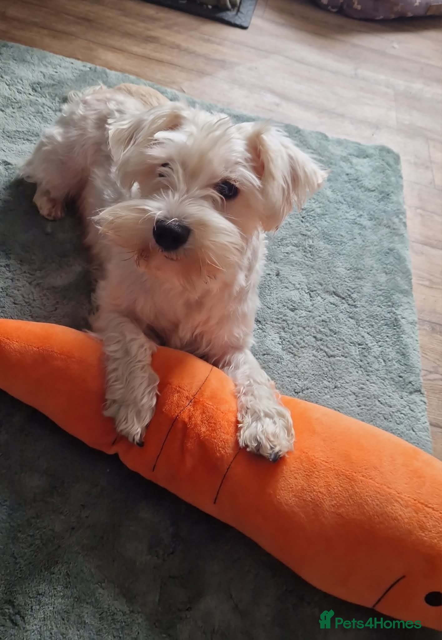 Miniature Schnauzer dogs Miniature schnauzer puppies  - Advert 5