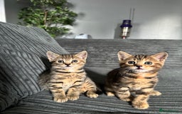 Mixed Breed cats for sale: American bobtail / tortoise shell - Image 4