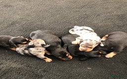 Mixed Breed dogs for sale: Jackapoo cross dachshund puppy’s  - Advert 15