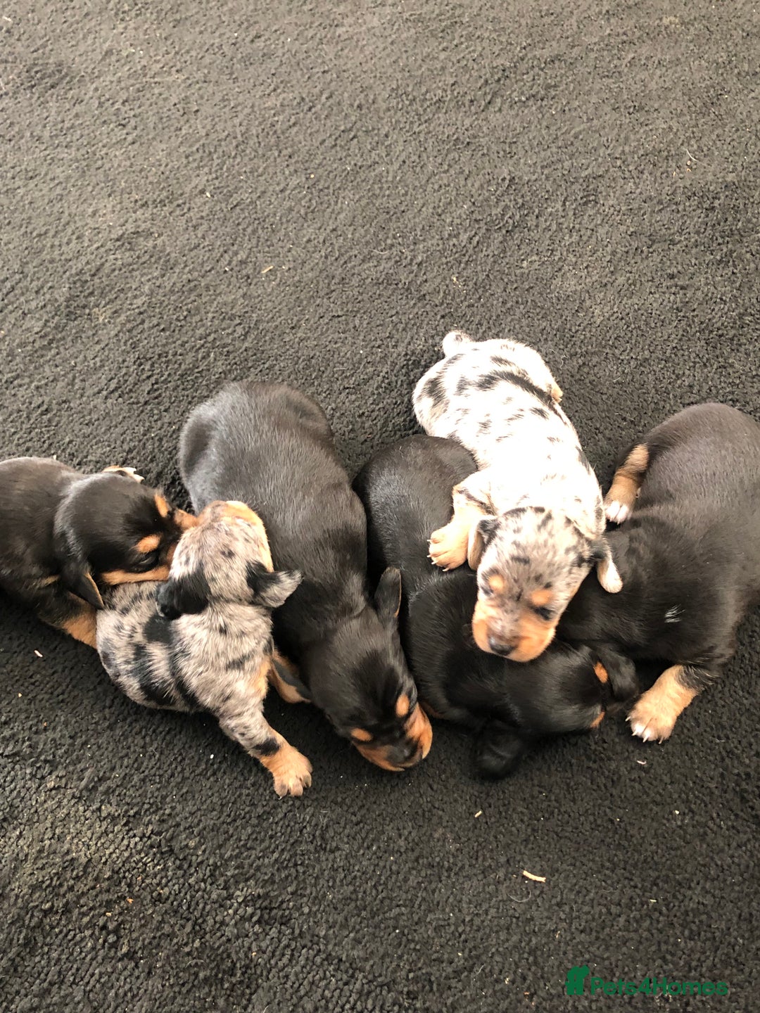 Mixed Breed dogs for sale: Jackapoo cross dachshund puppy’s  - Advert 15
