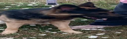 German Shepherd dogs for sale: Beautiful boy German Shepherd  in Spalding - Advert 2